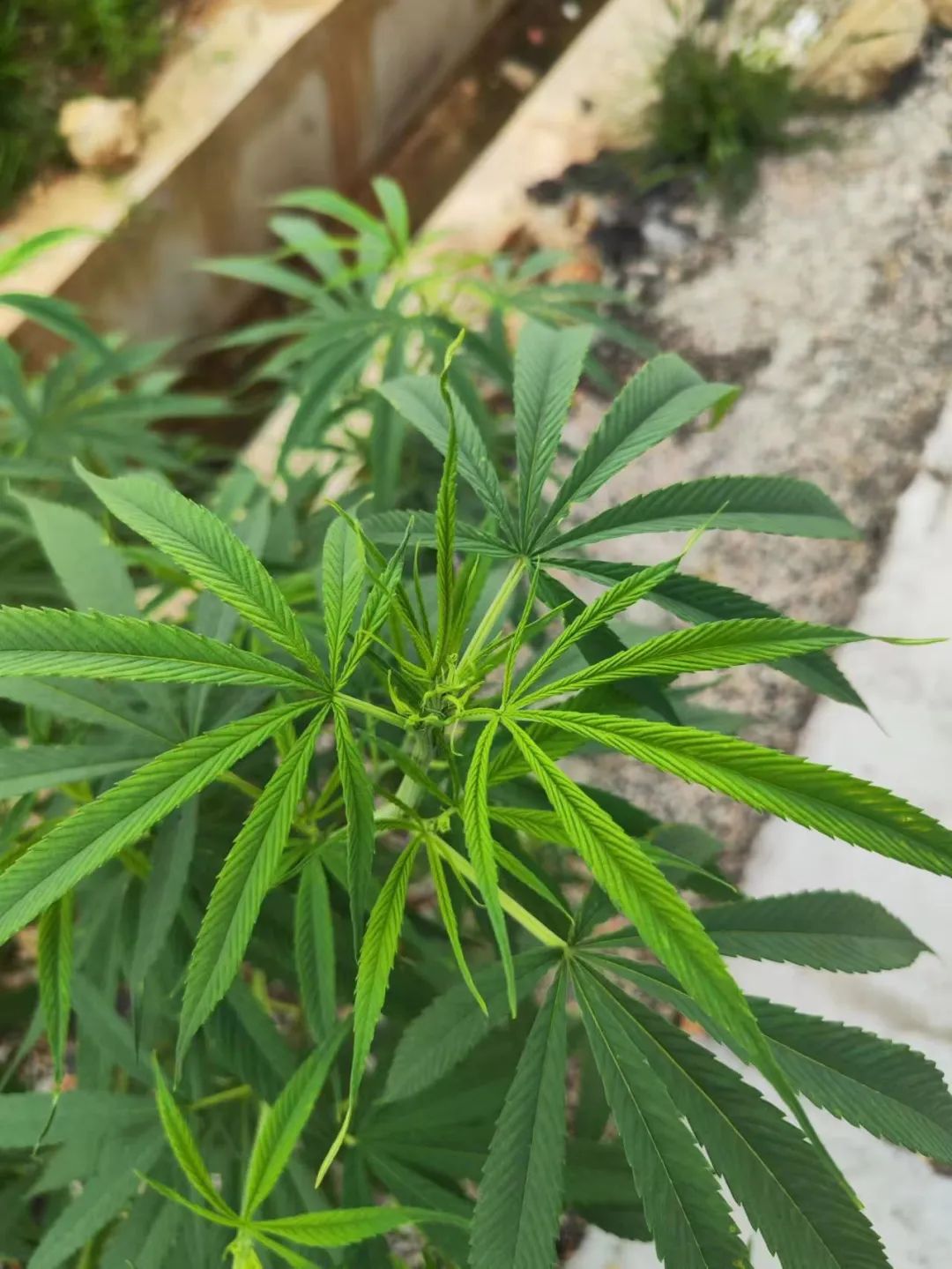 2C4BB
